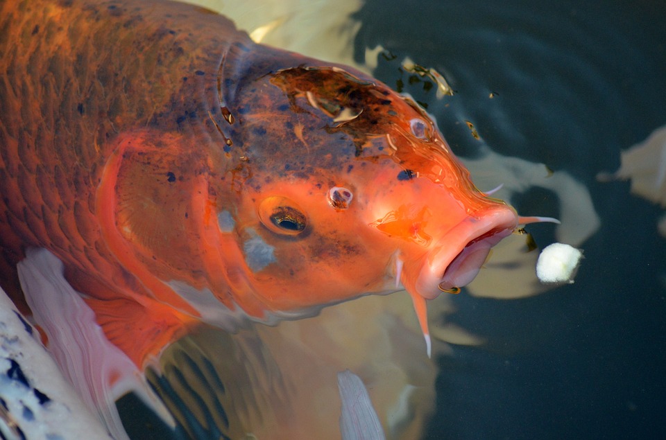 koi teichzubehör