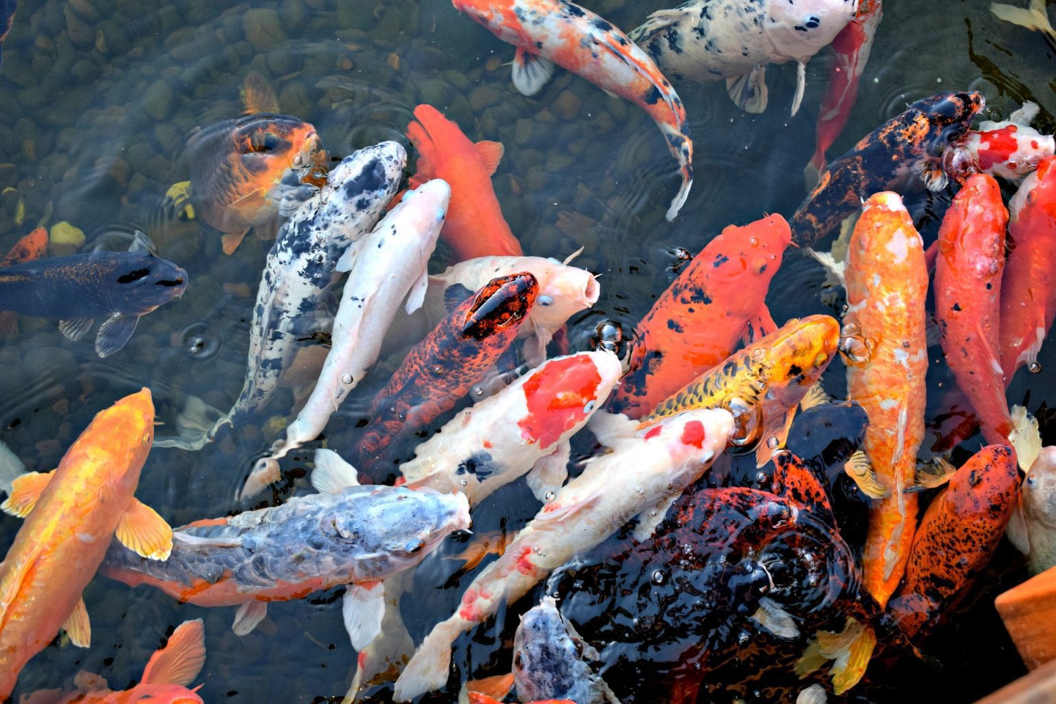 Der teuerste Koi der Welt KOI PARADISE
