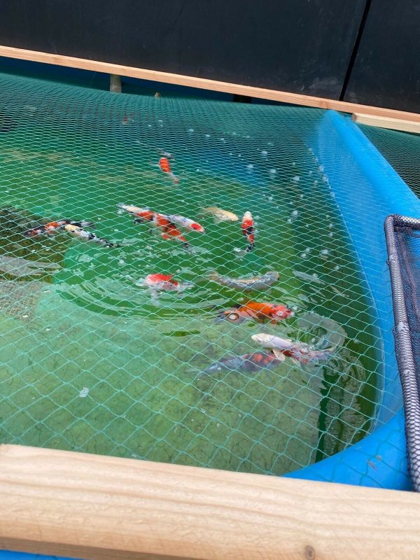 KOi-Becken2