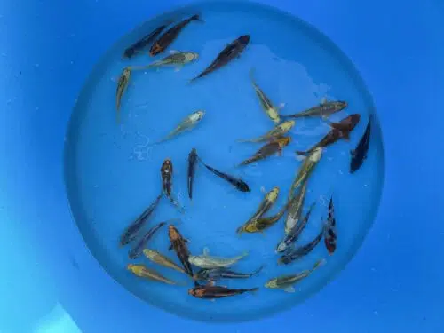 Eurokoi 12-14cm Koi Mix – Bild 3