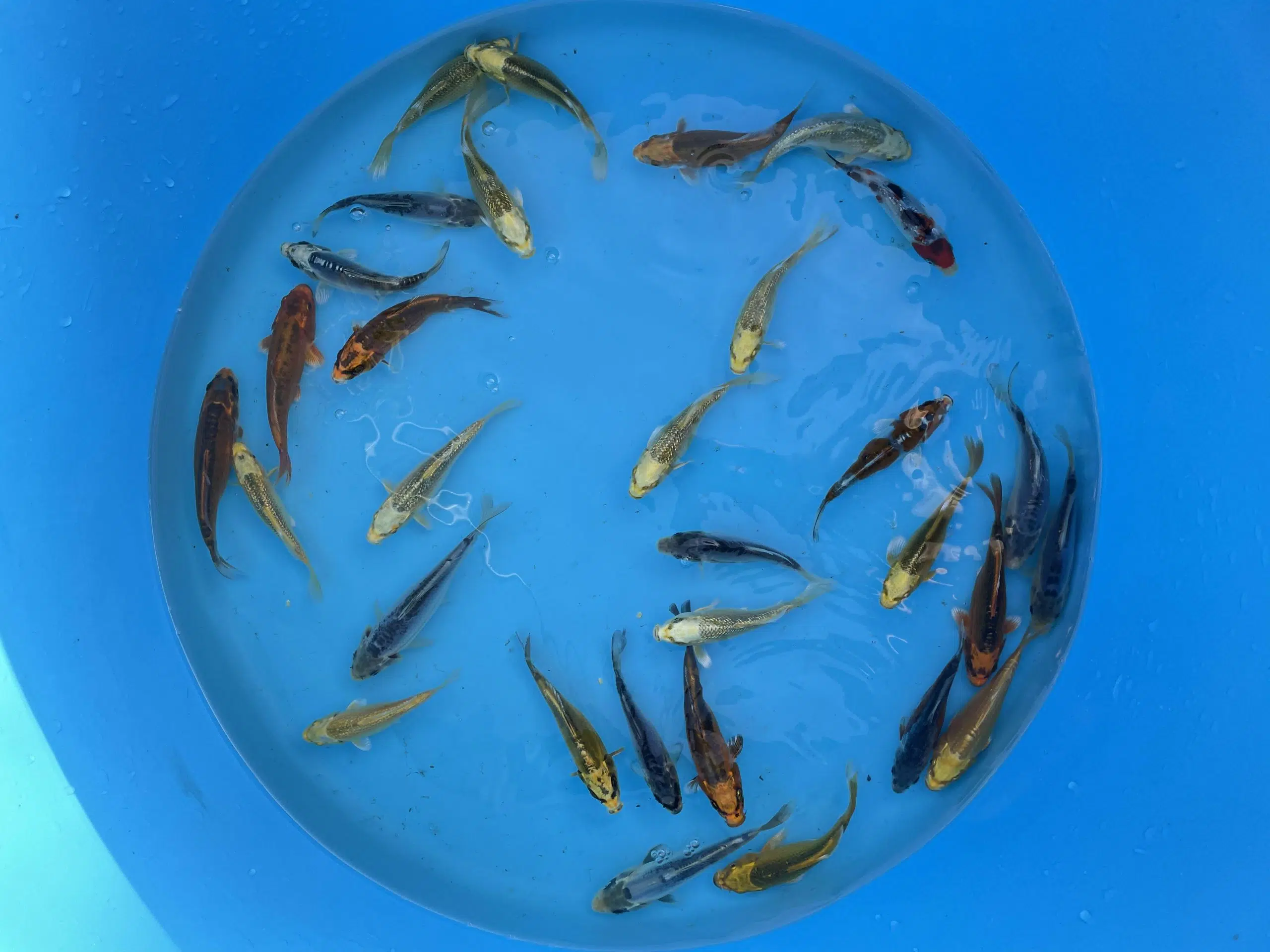 IMG_3546 Eurokoi 12-14cm Koi Mix – Bild 6