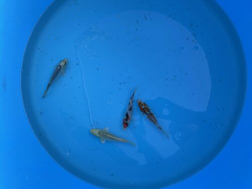 Eurokoi 12-14cm Koi Mix – Bild 5