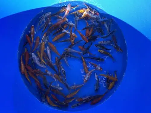 Eurokoi 12-14cm Koi Mix – Bild 2
