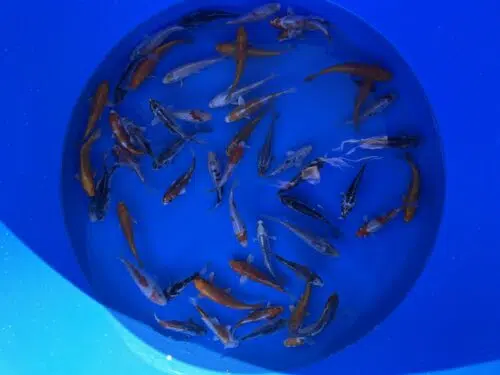 Eurokoi 12-14cm Koi Mix – Bild 4