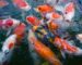 close up photo of gasp of koi fish