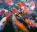 close up photo of gasp of koi fish