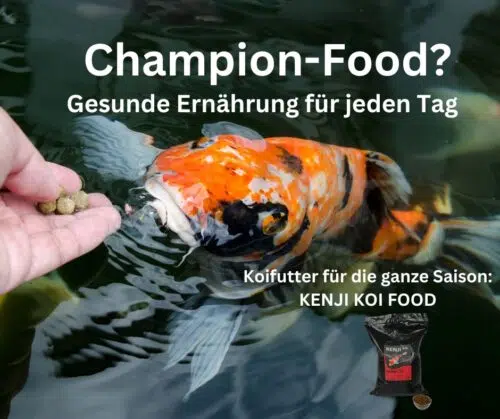 KENJI KOI Daily Food - Für die ganze Saison 5kg – Bild 5