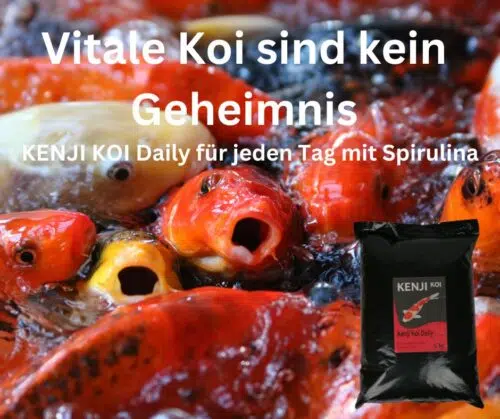 KENJI KOI Daily Food - Für die ganze Saison 5kg – Bild 3
