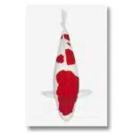 Koi Autoaufkleber – Bild 4