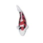 Koi Magnet – Bild 7