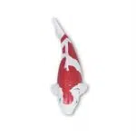 Koi Magnet – Bild 2