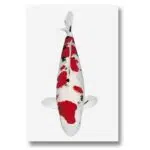 Koi Autoaufkleber – Bild 3