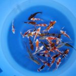 Koi- und Teichzubehör