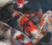Colorful koi fishes swimming together