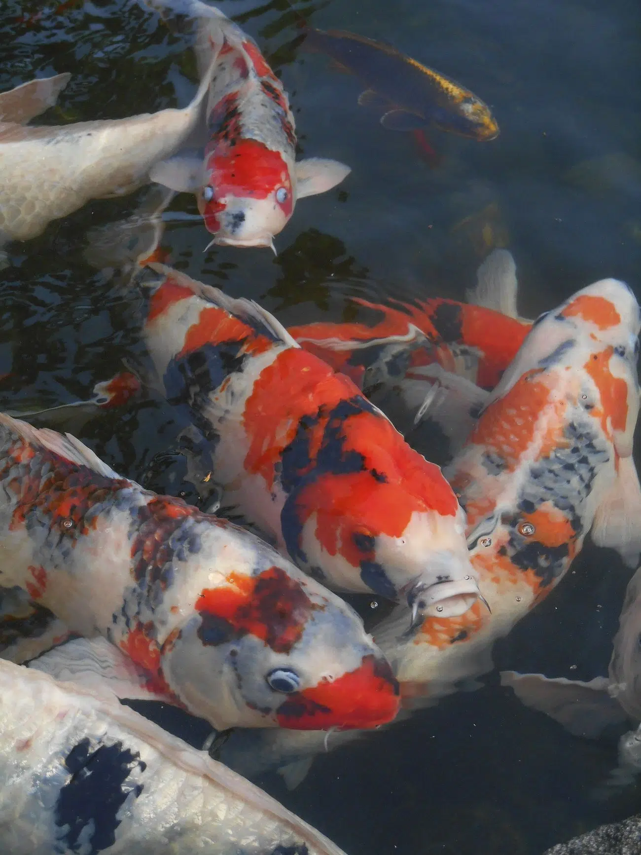 Colorful koi fishes swimming together