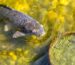 close up photograph of a gray koi fish
