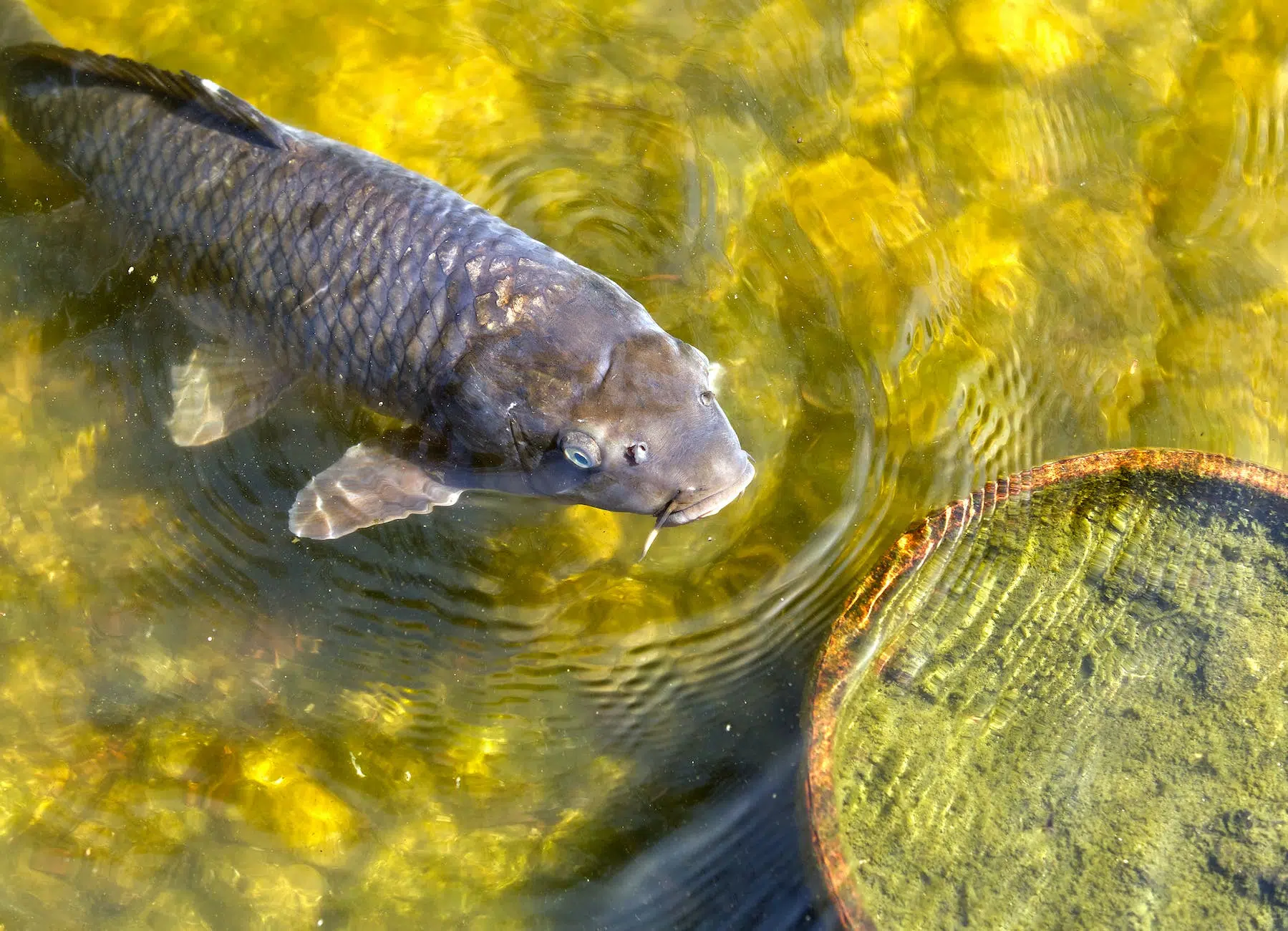 close up photograph of a gray koi fish