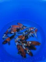 Japankoi Showa Mix 15-18cm – Bild 2