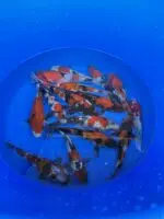 Japankoi Showa Mix 15-18cm – Bild 3
