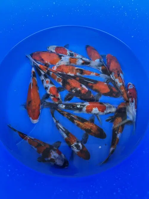 Japankoi Showa Mix 18-20cm – Bild 5