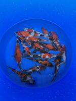 Japankoi Showa Mix 15-18cm