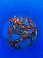 Japankoi Showa Mix 15-18cm