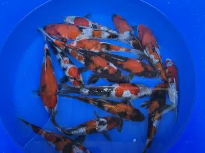 Japankoi Showa Mix 18-20cm