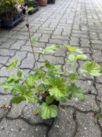 Bachnelkenwurz - Teichpflanze &ndash; Bild 2