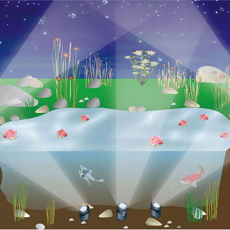 Illustration eines Koi-Teichs mit Wasserpflanzen, Steinen, Lichtern und Koi-Fischen, verdeutlicht die Ästhetik und Pflege eines gesunden Teichs, passend zur Teichpflege und -beratung von Koi Paradise.