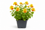 Gauklerblume Teichpflanze &ndash; Bild 2