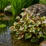 Houttuynie – Teichpflanze