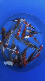 Ikarashi Tosai Koi Mix 13-16cm &ndash; Bild 2