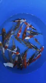 Ikarashi Tosai Koi Mix 13-16cm – Bild 2