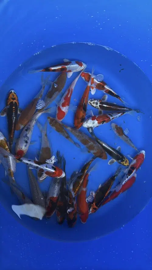Ikarashi Tosai Koi Mix 13-16cm – Bild 2