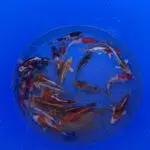 Ikarashi Tosai Koi Mix 13-16cm