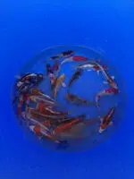 Ikarashi Tosai Koi Mix 13-16cm