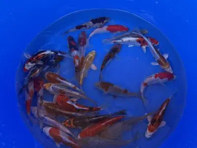 Ikarashi Tosai Koi Mix 13-16cm