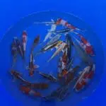 Oofuchi Japankoi Tosai Mix 13-15cm