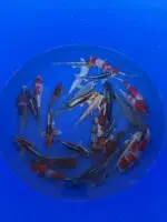 Oofuchi Japankoi Tosai Mix 13-15cm