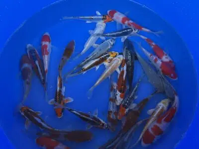 Oofuchi Japankoi Tosai Mix 13-15cm