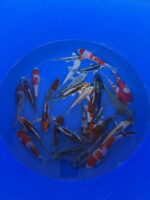 Oofuchi Japankoi Tosai Mix 13-15cm &ndash; Bild 4