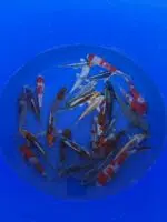 Oofuchi Japankoi Tosai Mix 13-15cm – Bild 4