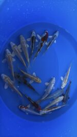Oofuchi Japankoi Tosai Mix 13-15cm &ndash; Bild 3