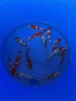 Oofuchi Japankoi Tosai Mix 13-15cm &ndash; Bild 2