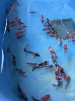 Japankoi Showa Mix 15-18cm – Bild 4