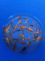 A-Koi Mix 8-10cm &ndash; Bild 4