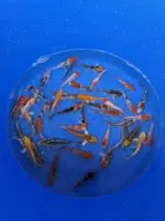 A-Koi Mix 8-10cm – Bild 4