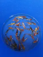 A-Koi Mix 8-10cm – Bild 3