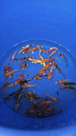 A-Koi Mix 8-10cm &ndash; Bild 5