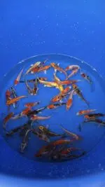 A-Koi Mix 8-10cm – Bild 5